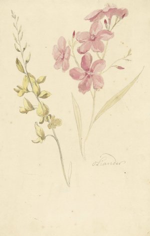 Oleander en brem by Elias Van Nijmegen Oil Painting