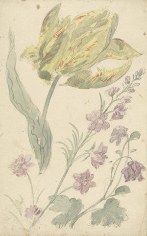 Studie van een gele tulp en een andere plant by Elias Van Nijmegen Oil Painting