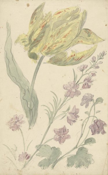 Studie van een gele tulp en een andere plant  by Elias Van Nijmegen - Hand-Painted Oil Painting Reproduction