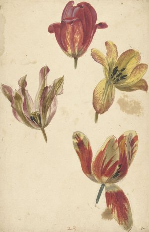 Studies of Four Tulips by Elias Van Nijmegen Oil Painting