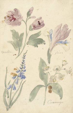 Studies van bloemen waaronder een iris Oil painting by Elias Van Nijmegen