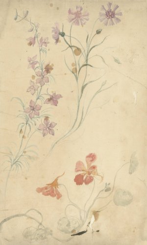 Studies van ridderspoor, anjer en Oostindische kers by Elias Van Nijmegen Oil Painting