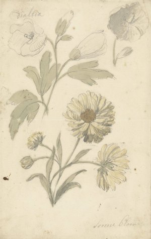 Studies van zonnebloemen en dialtia by Elias Van Nijmegen Oil Painting