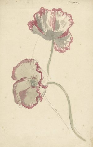 Two Studies of a Poppy by Elias Van Nijmegen Oil Painting
