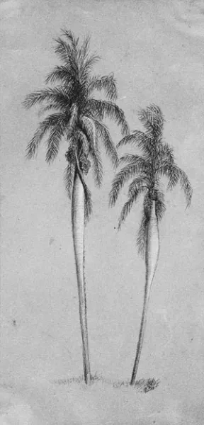 Two Palm Trees painting by Elihu Vedder