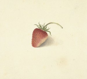 Aardbei by Elisabeth Geertruida Van De Kasteele Oil Painting