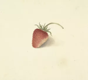 Aardbei by Elisabeth Geertruida Van De Kasteele Oil Painting