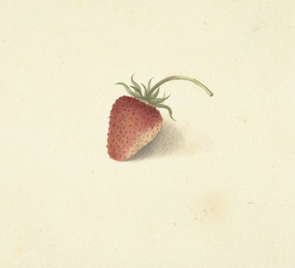 Aardbei  by Elisabeth Geertruida Van De Kasteele - Hand-Painted Oil Painting Reproduction