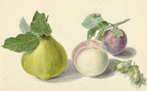 Een peer, perzik, pruim en noten, after Michiel van Huysum by Elisabeth Geertruida Van De Kasteele Oil Painting