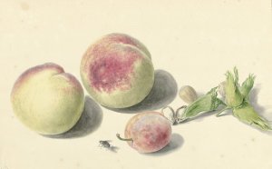 Perziken, noten, een pruim en een vlieg, after Michiel van Huysum by Elisabeth Geertruida Van De Kasteele Oil Painting