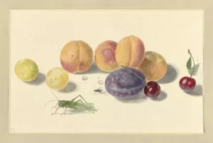 Perziken, pruimen, kersen en twee insecten, after Michiel van Huysum by Elisabeth Geertruida Van De Kasteele Oil Painting