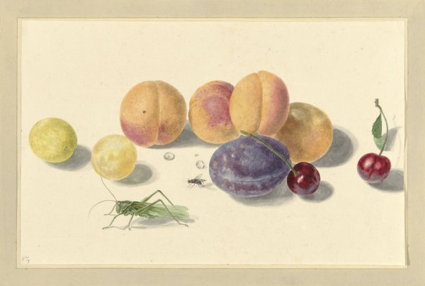 Perziken, pruimen, kersen en twee insecten, after Michiel van Huysum  by Elisabeth Geertruida Van De Kasteele - Hand-Painted Oil Painting Reproduction