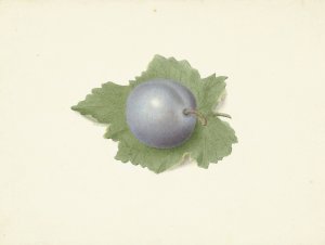 Pruim op een blad by Elisabeth Geertruida Van De Kasteele Oil Painting