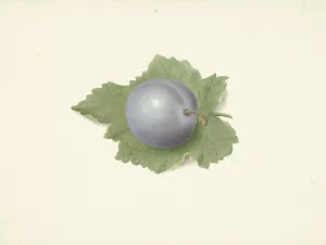 Pruim op een blad by Elisabeth Geertruida Van De Kasteele Oil Painting