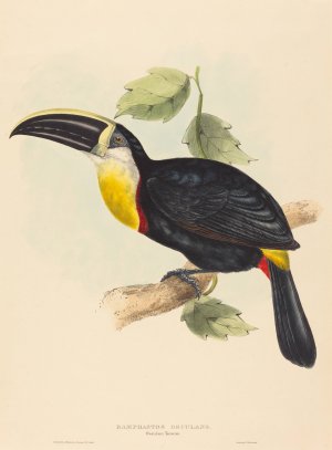 Osculant Toucan by Elizabeth Gould Oil Painting