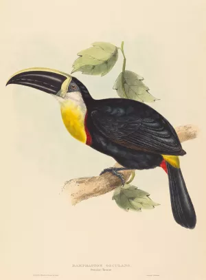 Osculant Toucan by Elizabeth Gould Oil Painting