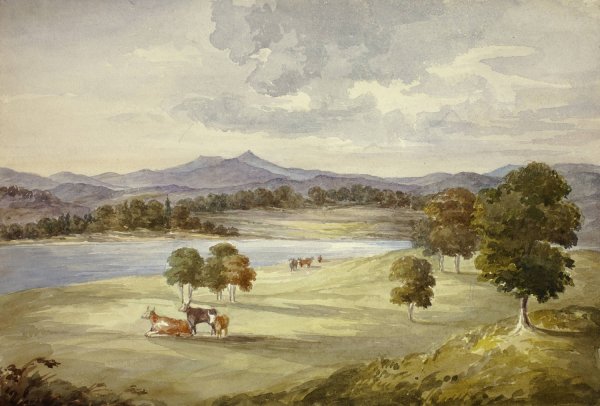 Main Product Photo of Cows in Landscape Painting by Elizabeth Murray
