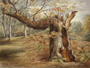 Rotting Tree by Elizabeth Murray Oil Painting