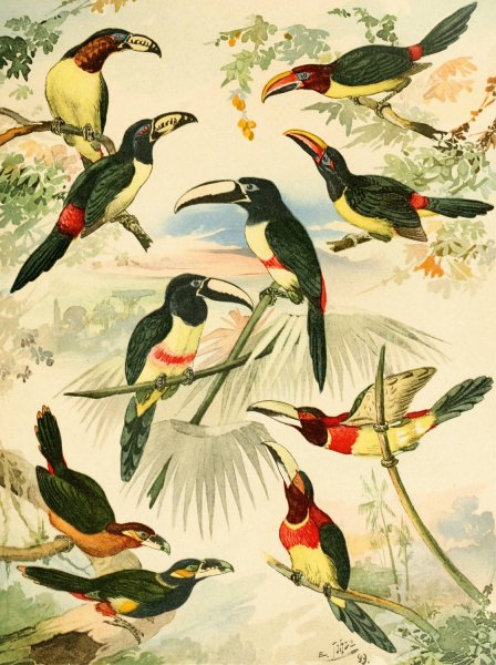 Aracarys  by Emil August Goldi - Hand-Painted Oil Painting Reproduction
