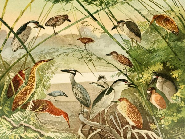 Main Product Photo of Arapapa, Taquiry, Soco-boi  Painting by Emil August Goldi