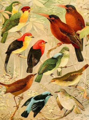 Arirambas da matta virgem, Uira-puru diversos, Sahy by Emil August Goldi Oil Painting