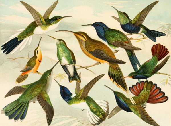 Main Product Photo of Beija-flores  Painting by Emil August Goldi