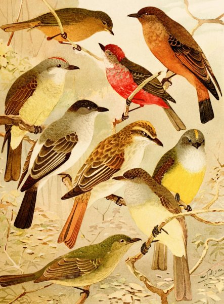 Main Product Photo of Bemtevis  Painting by Emil August Goldi