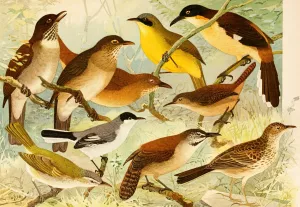 Carachue, Cuti-puru-i, Vo-vo Oil painting by Emil August Goldi