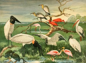 Cegonhas, Guaras, Colhereira by Emil August Goldi Oil Painting