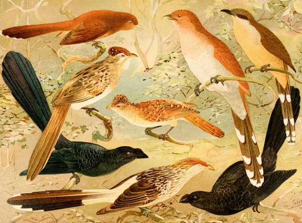 Chincoa, Saci, Anu, Quiriru  by Emil August Goldi - Hand-Painted Oil Painting Reproduction
