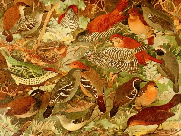 Chocas, Mbataras, Papa-formigas, Vira-folhas  by Emil August Goldi - Hand-Painted Oil Painting Reproduction