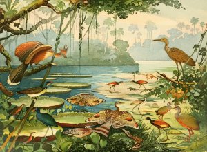 Cigana, Pavao do Para, Carao, Piacoca, Saracura, Acana, Ipequy by Emil August Goldi Oil Painting