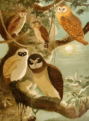 Corujas by Emil August Goldi Oil Painting