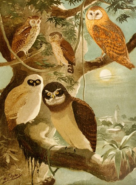 Corujas  by Emil August Goldi - Hand-Painted Oil Painting Reproduction