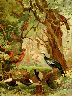 Cujubi, Jacus, Aracuas, Jacamins by Emil August Goldi Oil Painting