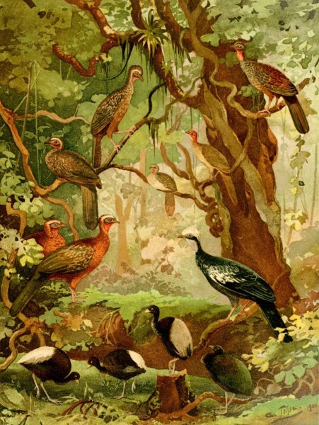 Cujubi, Jacus, Aracuas, Jacamins  by Emil August Goldi - Hand-Painted Oil Painting Reproduction