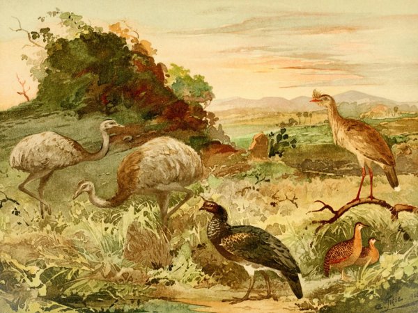 Ema, Seriema, Anhuma, Perdiz  by Emil August Goldi - Hand-Painted Oil Painting Reproduction
