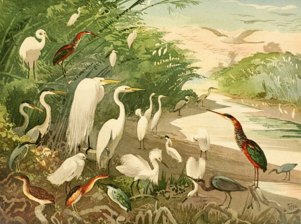 Garcas  by Emil August Goldi - Hand-Painted Oil Painting Reproduction