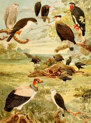 Gavioes by Emil August Goldi Oil Painting