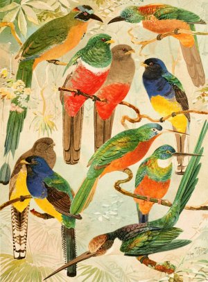Hudu, Surucuas, Arirambas da matta virgem by Emil August Goldi Oil Painting