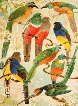 Hudu, Surucuas, Arirambas da matta virgem Oil painting by Emil August Goldi