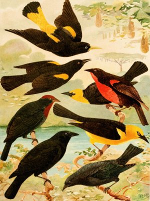 Japiim, Rouxinol, Policia ingleza, Ira-taua, Ira-una, Vira-bosta by Emil August Goldi Oil Painting