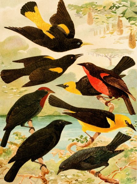 Japiim, Rouxinol, Policia ingleza, Ira-taua, Ira-una, Vira-bosta  by Emil August Goldi - Hand-Painted Oil Painting Reproduction