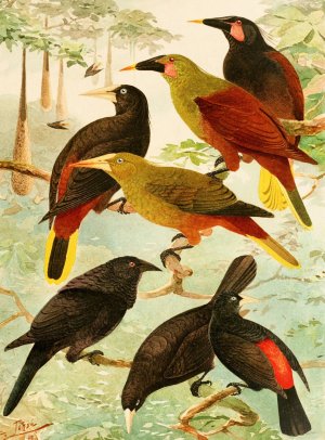 Japus, Irauna, Guache by Emil August Goldi Oil Painting