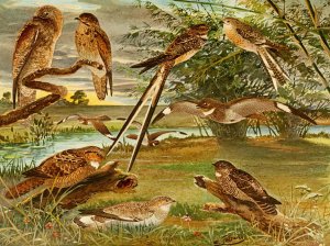 Jurutaui, Bacurau, Bacurau-tesora, Mede-legoas, Bacurau branco das praias by Emil August Goldi Oil Painting