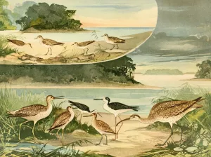 Massaricos e Massaricoes by Emil August Goldi Oil Painting