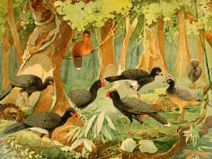 Mutums, Urumutum by Emil August Goldi Oil Painting