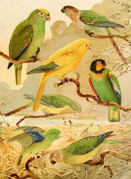 Papagaios, Tanajuba, Periquitos  by Emil August Goldi - Hand-Painted Oil Painting Reproduction