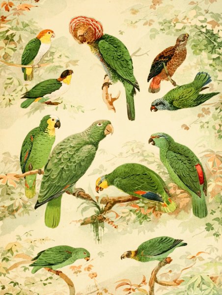 Main Product Photo of Papagaios  Painting by Emil August Goldi