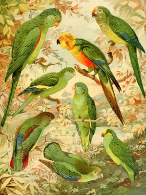 Periquitos by Emil August Goldi Oil Painting